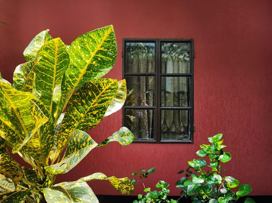Colorful plants contrasting a red wall with window. Bright nature scene.